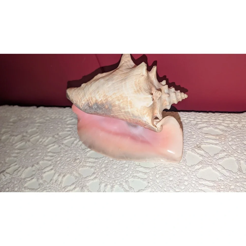 8" Queen Conch Shell Natural Pink Beige Clean Large, Small Hole, Beautiful Pink - Picture 5 of 9